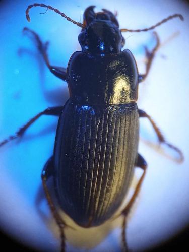Harpalus sp.